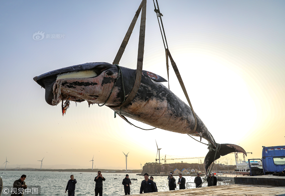 Cá voi khổng lồ trôi nổi, chết bất thường gây hãi hùng