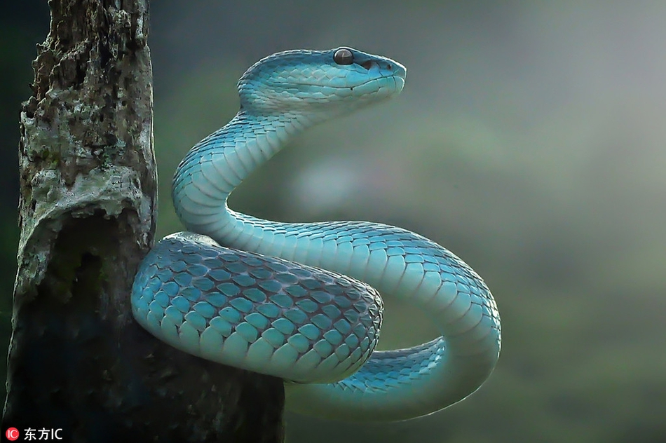 Lạ kỳ loài rắn xanh óng như ngọc quý, mê đắm mọi người