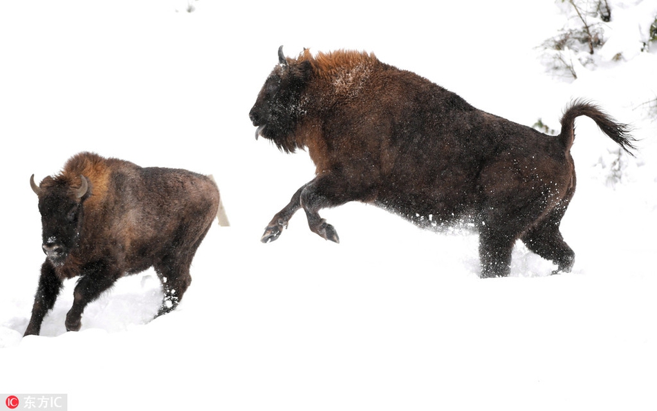 Cực yêu cảnh bò rừng phấn khích điên cuồng khi thấy tuyết