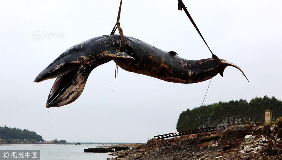 Bí ẩn cá voi "khủng" nặng cả tấn chết thảm, dạt bờ