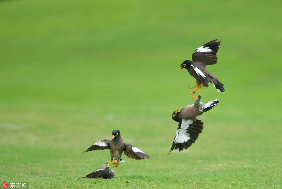 Chim sáo chiến đấu tập thể kịch tính trên sân golf