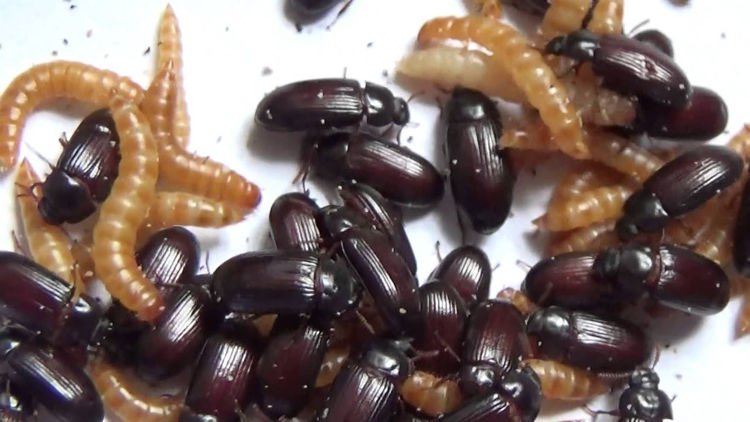 Bí ẩn người phụ nữ ăn côn trùng mỗi ngày vì điều kỳ lạ