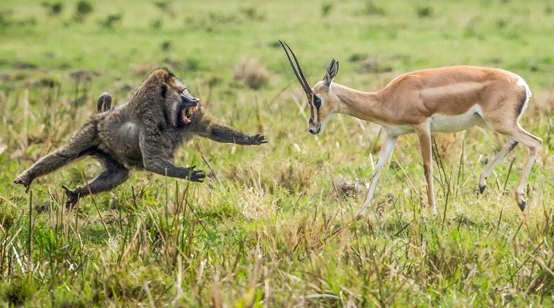 Khoảnh khắc chiến đấu nghẹt thở của động vật hoang dã
