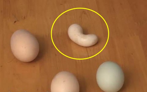 Lý giải bí ẩn gà đẻ ra trứng hình hạt đậu