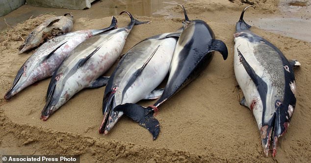 Hơn 1000 con cá heo chết bí ẩn, tăng kỷ lục