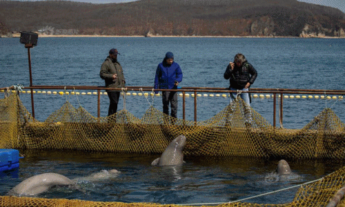 Rợn người cảnh tượng nhà tù cá voi beluga