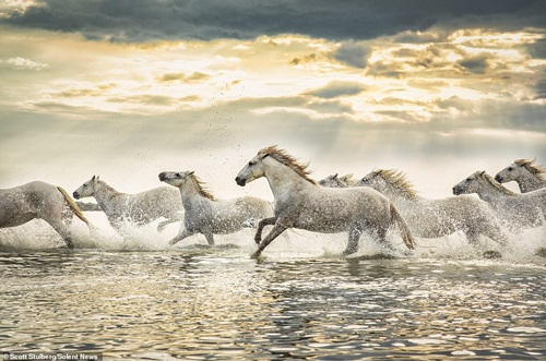 Khoảnh khắc ngựa hoang phi nước đại đẹp như ma thuật