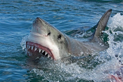 Câu được cá mập khổng lồ và kết không thể đáng sợ hơn