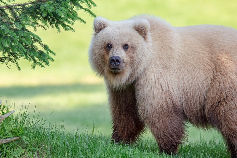 Gấu vàng khổng lồ quý hiếm xuất hiện, "hút hồn" nhiếp ảnh gia