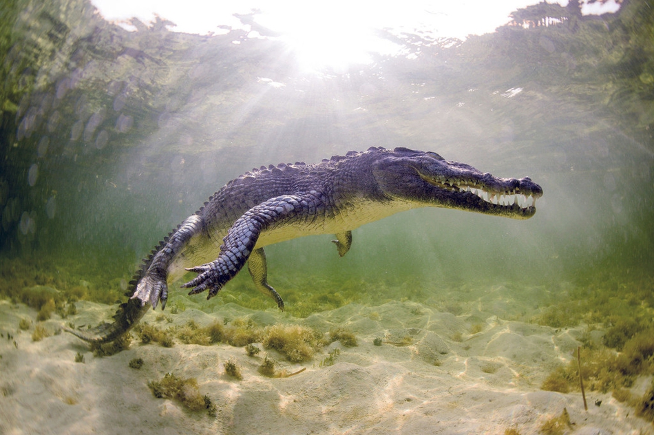 Cực "độc" cá sấu săn mồi khét tiếng "khai đao" giết con mồi
