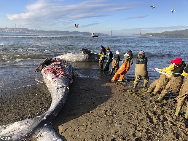 Rùng mình cá voi suy dinh dưỡng liên tục dạt bờ chết thảm