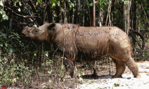 Đau lòng tê giác Sumatra đực cuối cùng ở Malaysia đã chết
