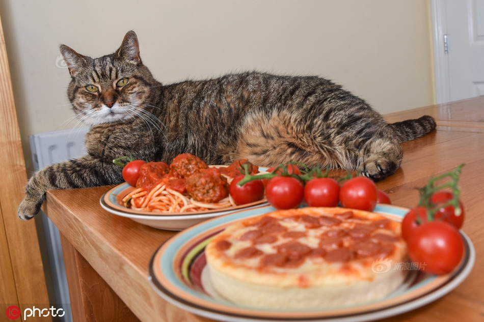 Gặp gỡ chú mèo siêu "chảnh" chỉ ăn pizza và mỳ ống