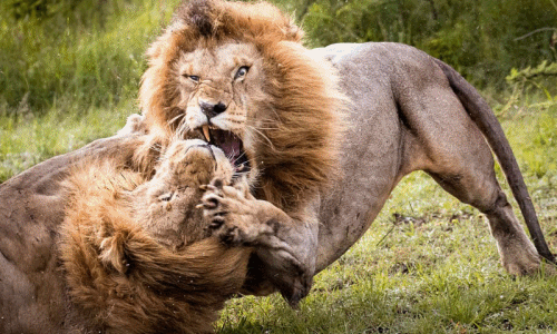 Choáng ngợp cảnh tượng sư tử đực đấu đá vương quyền