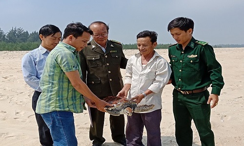 Ngỡ ngàng lai lịch cá thể rùa biển mắc lưới ngư dân phá Tam Giang