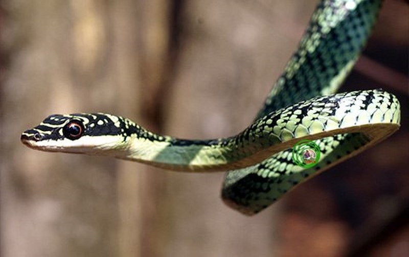 7 loài rắn nhìn sợ... nhưng vô hại với người
