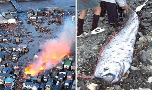 Bắt được loài cá “tận thế”, người Nhật nơm nớp sợ thảm họa này