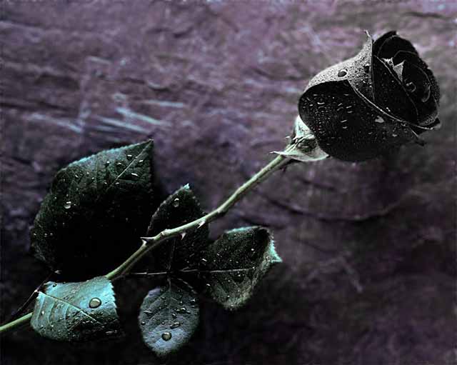Bí ẩn nơi tồn tại hoa hồng đen huyền bí