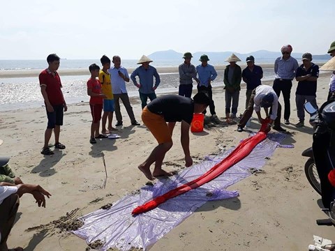 Lại phát hiện cá hố "khủng" chết dạt vào bờ ở Hà Tĩnh