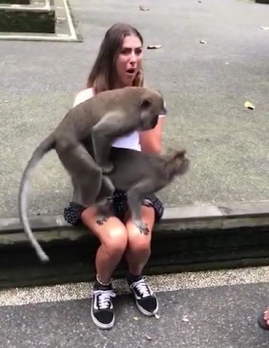 Hai chú khỉ làm chuyện ấy ngay trên đùi du khách khiến thiếu nữ muốn...