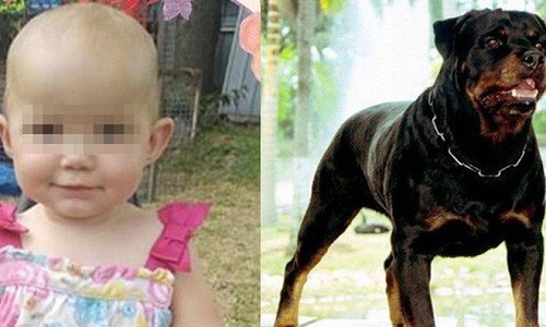Bé 1 tuổi bị chó tấn công tử vong và bài học đau lòng