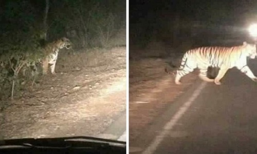 Sự thật về chuyện hổ rừng "xổng" ra đường ở Thanh Hóa