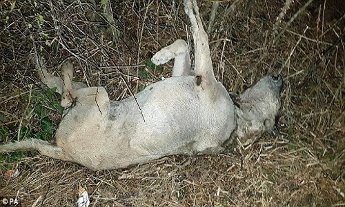 Bí ẩn nhiều xác chó chết ở nông thôn
