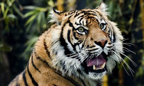 Run sợ hổ Sumatra vồ chết dân làng