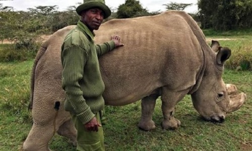 Sau 1 tháng tìm bạn tình, tê giác trắng đực duy nhất đã chết