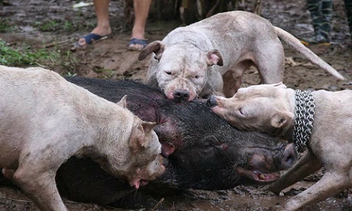 Chó săn cắn xé lợn rừng "man rợ": Hai năm hơn 100 trận chiến
