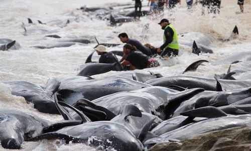 Chất đống cá voi mắc cạn, phơi xác trên bãi biển