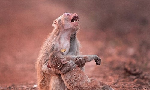 Lý giải bí ẩn quanh việc khỉ mẹ ăn thịt xác con