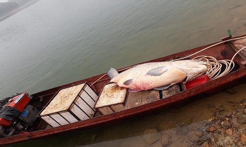 Tận mắt cá trắm "chúa", 61kg dính lưới ngư dân Yên Bái