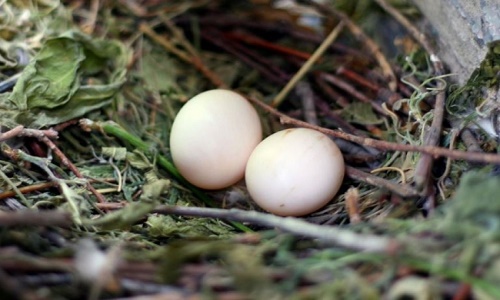 Kinh ngạc phát hiện mới về cấu trúc vỏ trứng