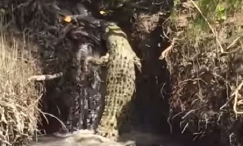 Ngộ nghĩnh cảnh cá sấu béo loay hoay vượt thác nước