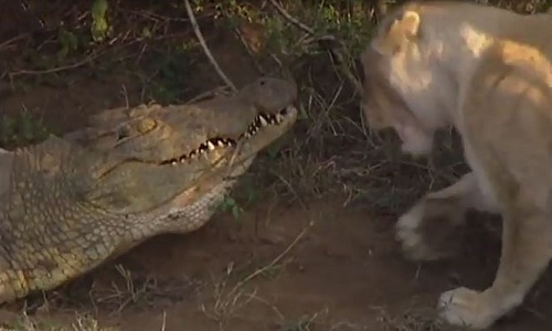 Cá sấu khổng lồ suýt chết vì bị bầy sư tử "quây"