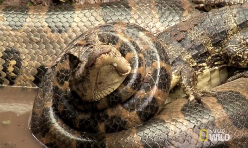 Hãi hùng trăn anaconda khổng lồ ăn thịt cá sấu trên sông
