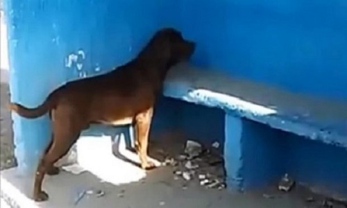 Kỳ lạ chú chó nhìn chăm chăm bức tường suốt 3 ngày