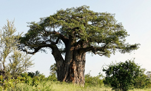 Bí ẩn những cây baobab nghìn năm chết "bất đắc kỳ tử"