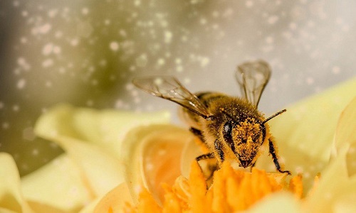 Phát hiện bằng chứng loài ong hiểu số 0 nhỏ hơn 1?