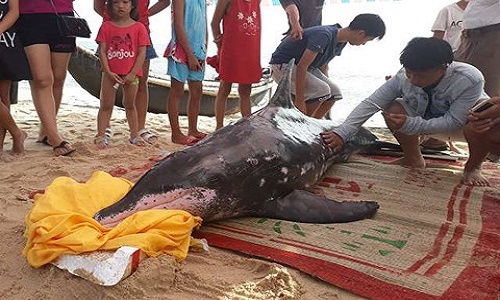 Cá heo khổng lồ dạt vào bờ biển Huế