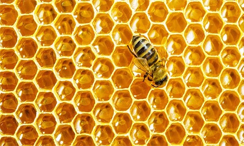 Khám phá thú vị về cách mật ong hình thành