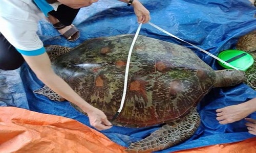 Tiết lộ thú vị về giống rùa biển vừa mắc lưới ngư dân Quảng Nam