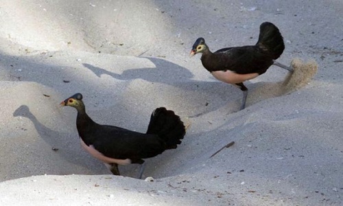 Điều ít biết về loài chim sống dựa vào núi lửa
