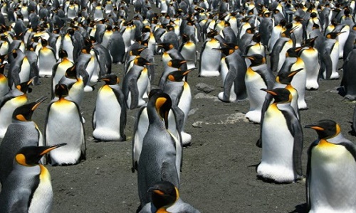 Chim cánh cụt vua lớn nhất thế giới sụt giảm nghiêm trọng