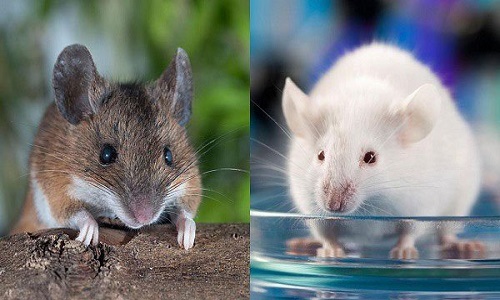 Sự thật khó tin: Đôi chuột thí nghiệm đắt ngang xe hơi tiền tỉ
