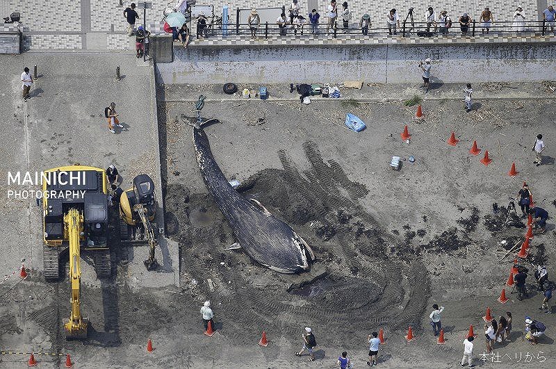 Kinh ngạc lần đầu cá voi xanh xuất hiện tại bờ biển Nhật