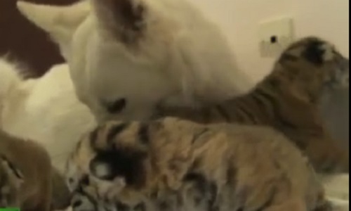 Kỳ lạ chó mẹ nhận nuôi 3 hổ con bị bỏ rơi