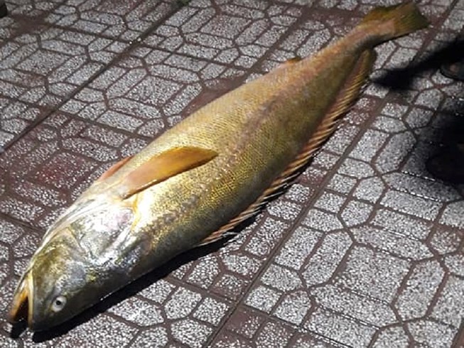 Tiết lộ “choáng” loài cá đường quý hiếm vừa bị bắt ở Cà Mau