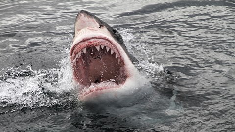 Cá mập trắng nuốt gọn hải cẩu ngoài khơi